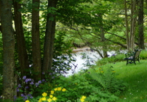 Peaceful River View